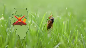 Incoming Cicadas Destroy Your Illinois Garden? Experts Say Maybe