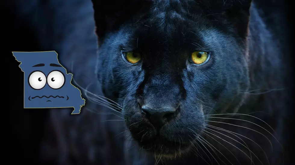 Many in Missouri Claim They’ve Really Seen Black Panthers