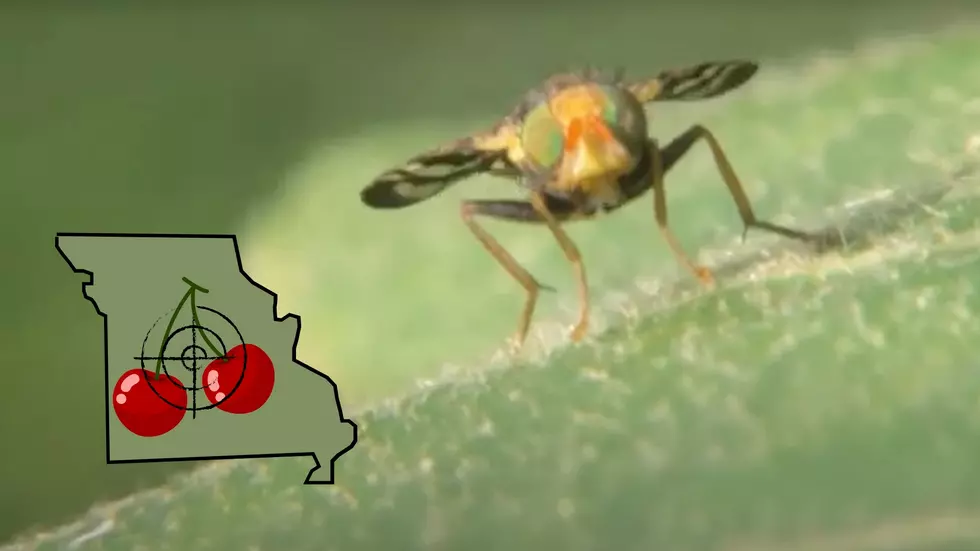 USDA Warns Missouri to Watch Out for Vile Fruit-Killing Fly