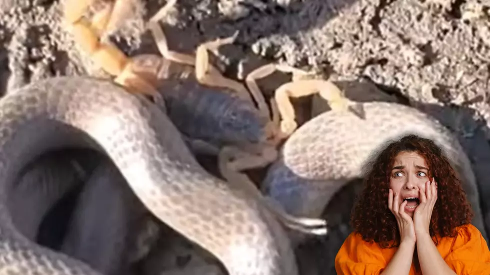 VIDEO: Bark Scorpion Hanging Out with Snakes in Missouri Glades