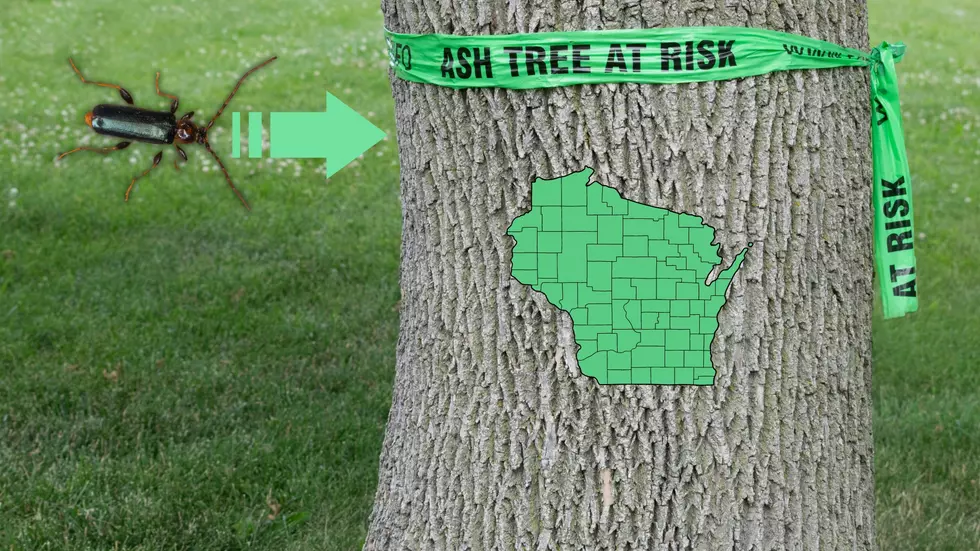 Multitudes of Wisconsin Trees Suddenly at Risk from Invasive Pest