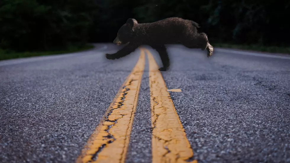 Missouri Driver Shocked When Bear Bolts Across Road Ahead of Him