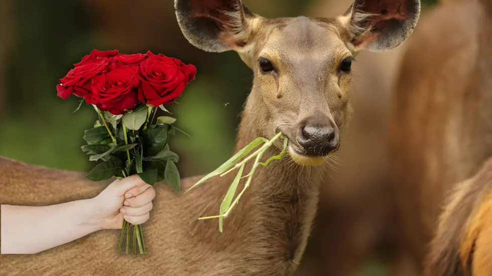 Missouri Woman Says Deer Named Karen Eating Her Roses