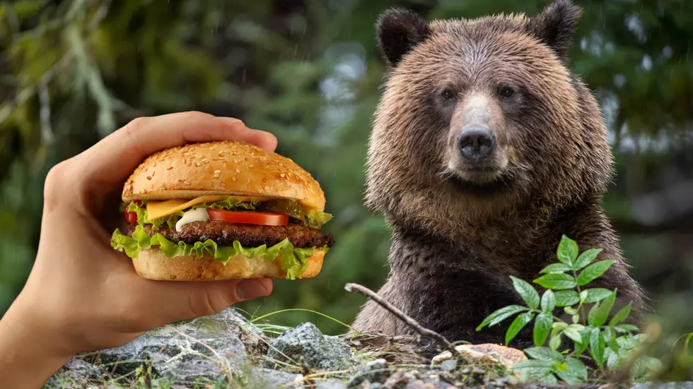 Missouri Issues Warning to Residents to Please Stop Feeding Bears