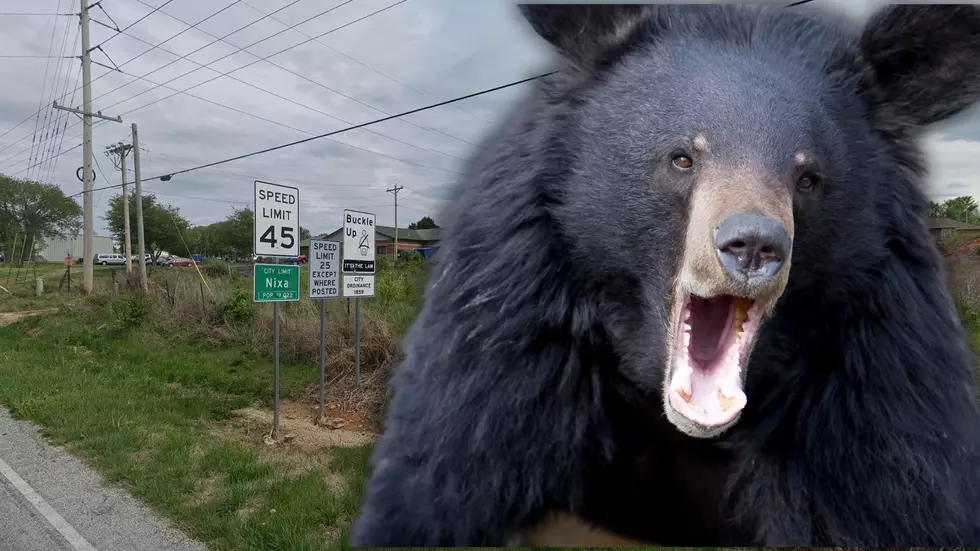 Black Bear Spotted in Nixa, Missouri Neighborhoods