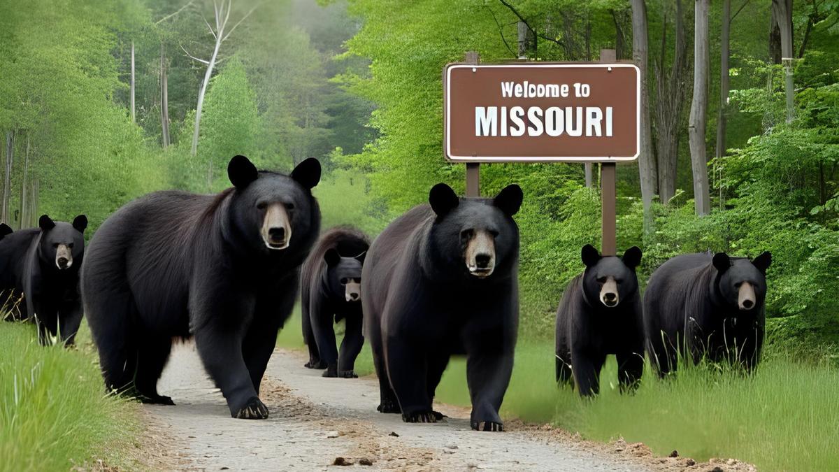 1,000+ Bears Now in Missouri and Still Increasing