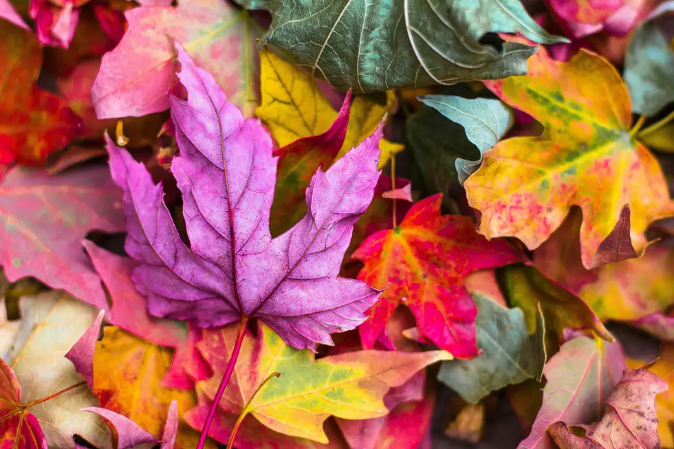 Jeremy Thomas via Unsplash