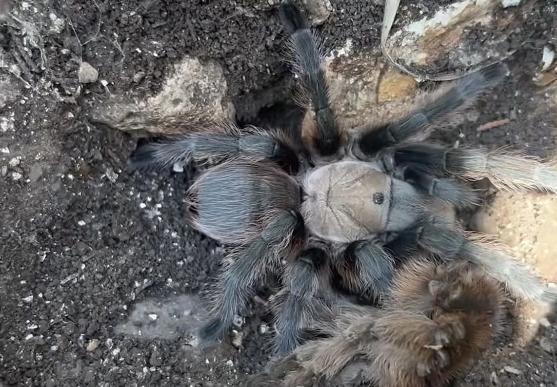 Hairy 8-Legged Freaks Suddenly Emerging in Missouri Ozarks