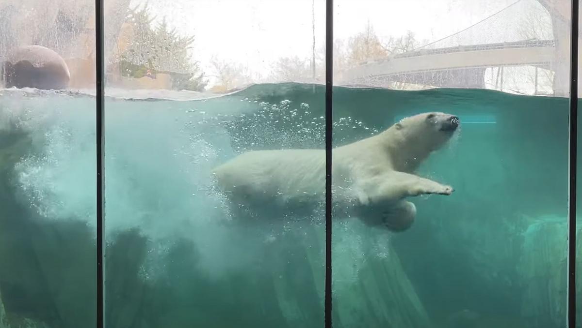 attachment-polar-bears2.jpg?w=1200&q=75&