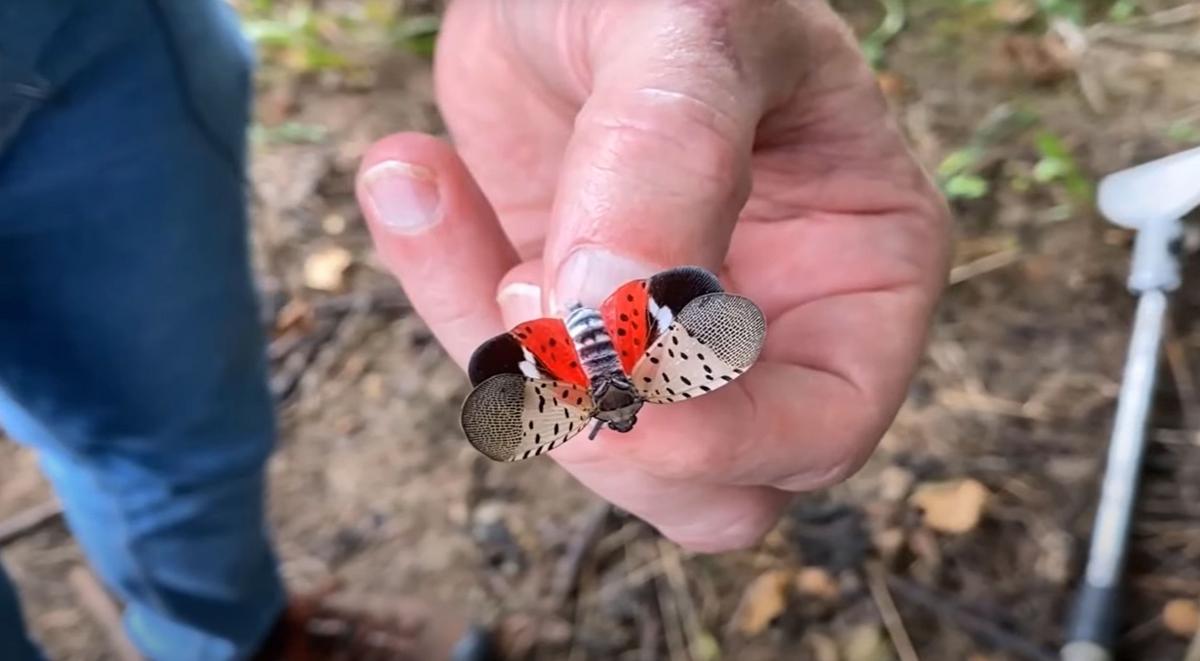 Missouri Warns: Invasive Bug Spreading in Nearby States