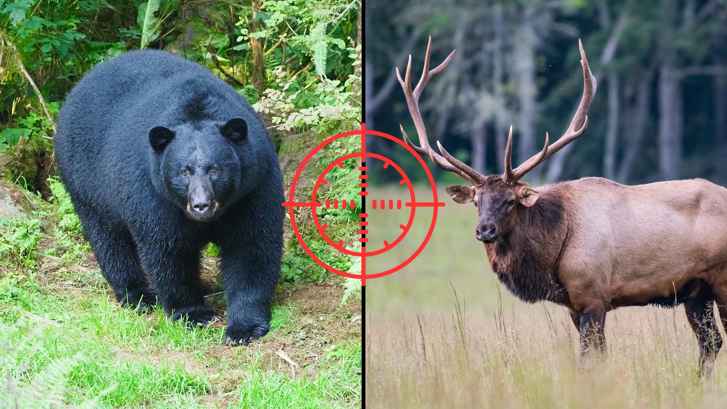 Missouri Hunters Can Now Apply for Bear, Elk Permits