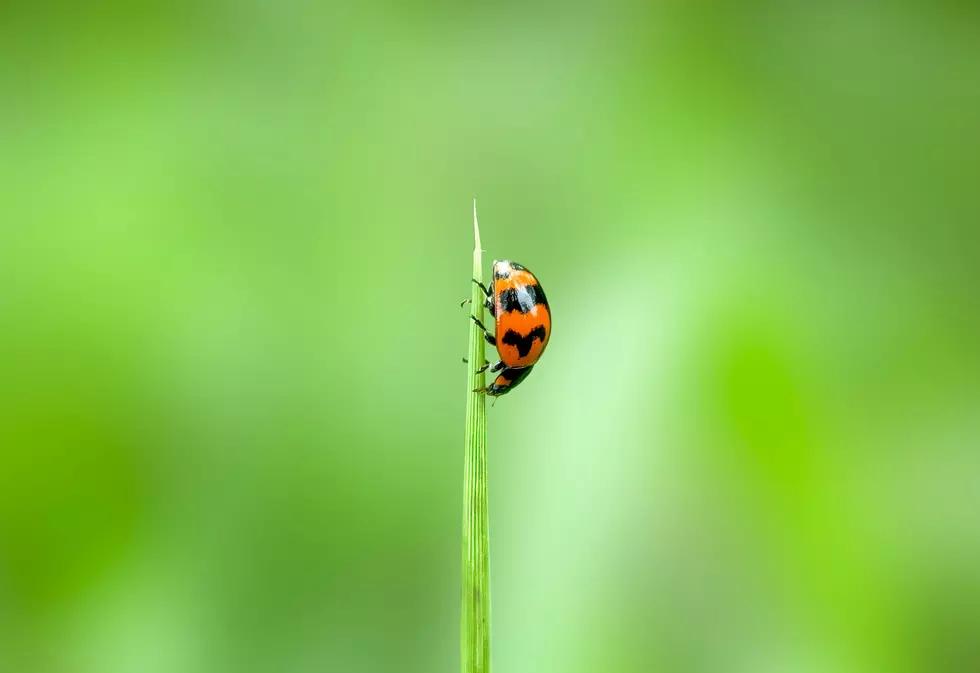 Shakib Usszman via Unsplash
