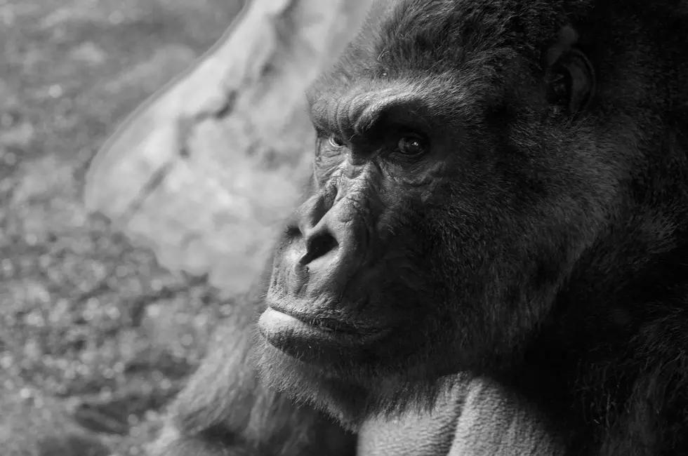 Missouri’s Most Famous Bigfoot Sighting Still Mystifies