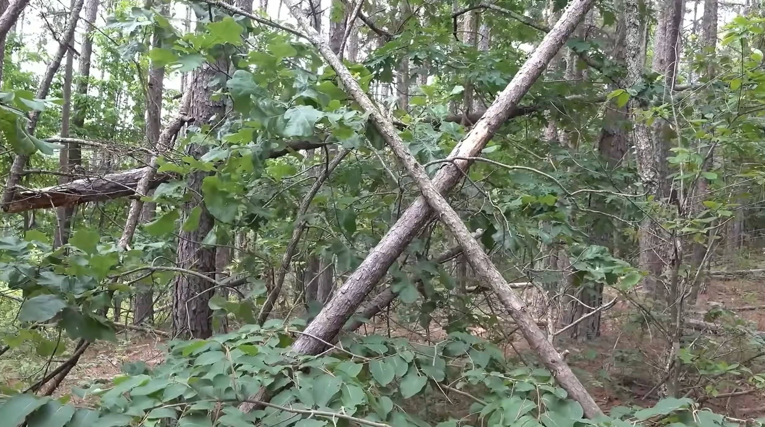 Researchers Find Possible Bigfoot Structure in Missouri Woods
