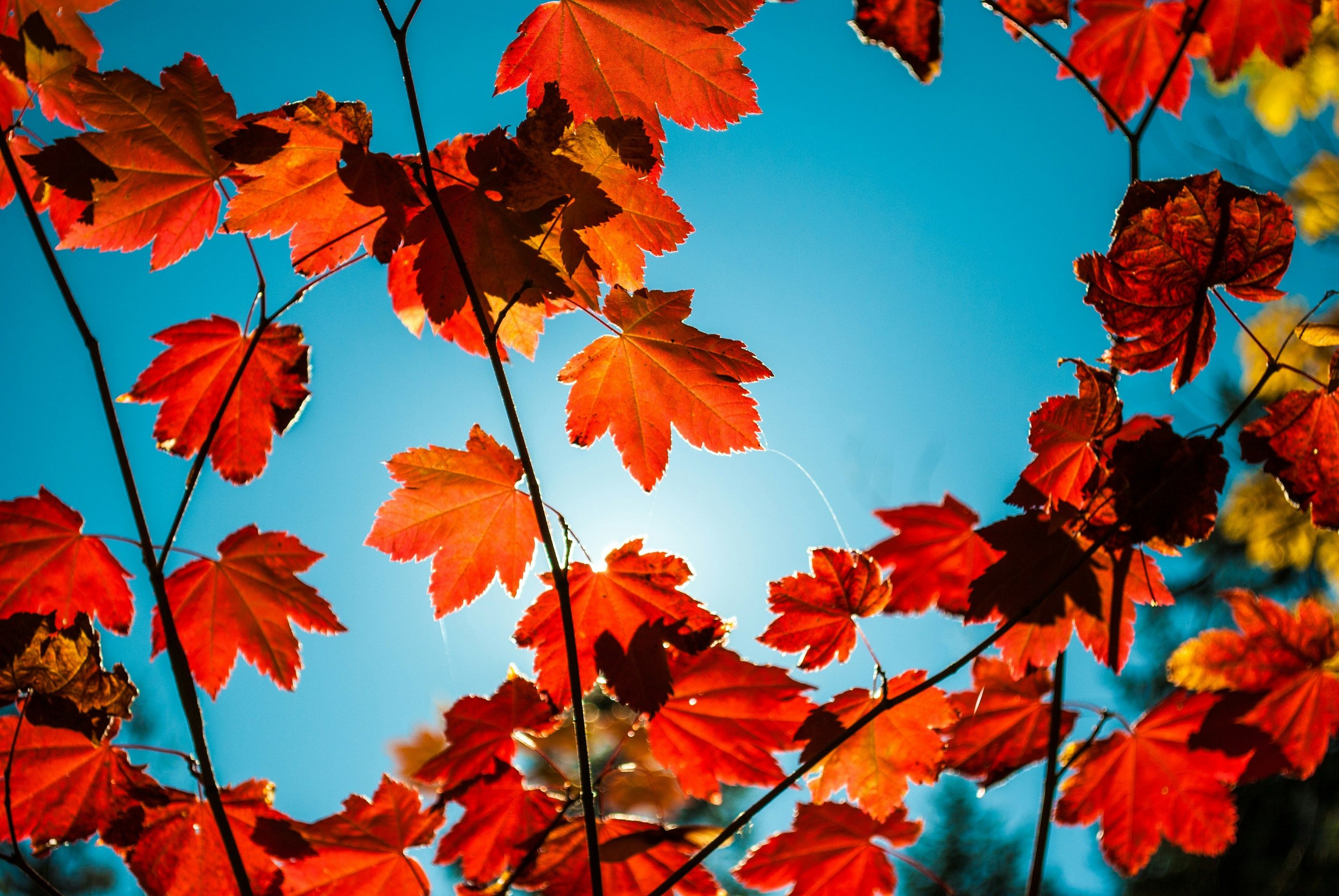 Farmer’s Almanac Says Missouri’s Fall Will Be Different