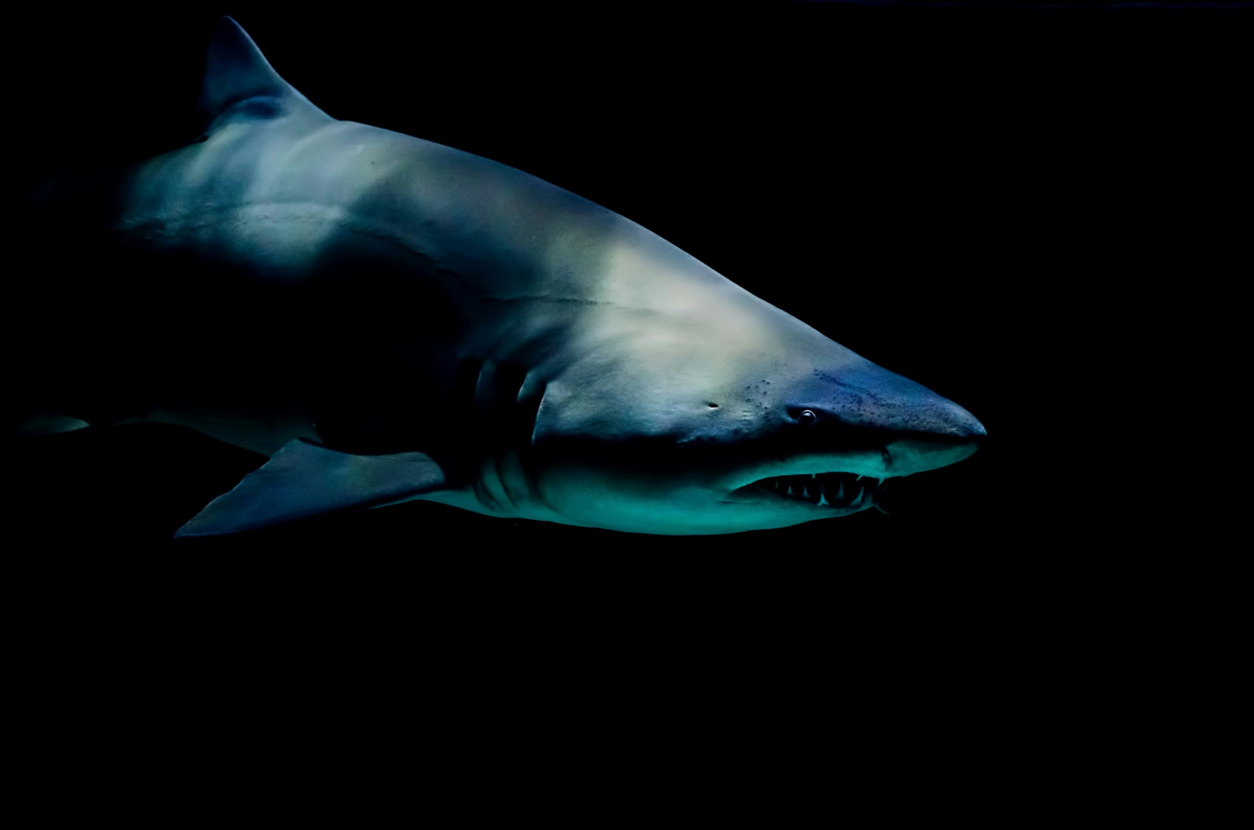 The Funny Reason Missouri Received a Shark Warning