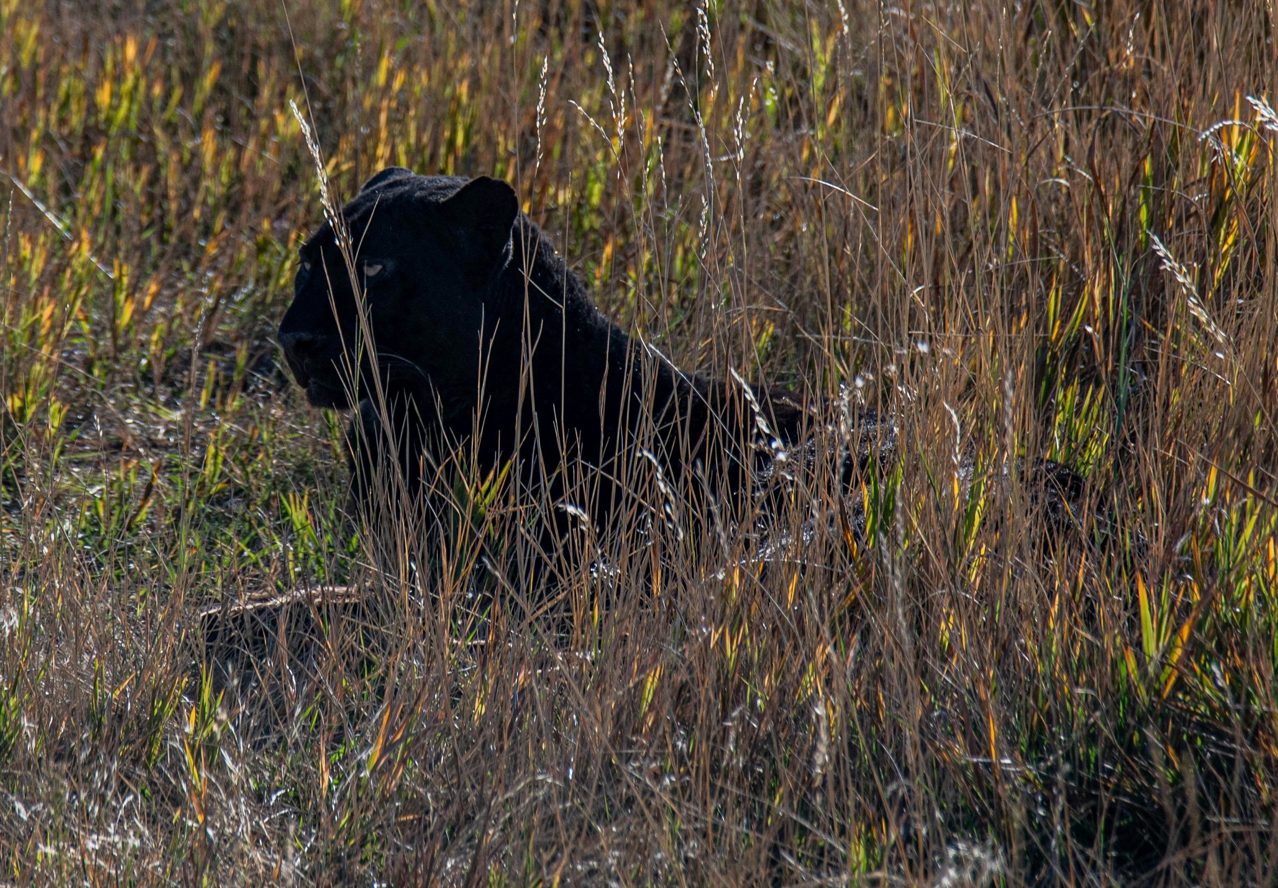 Mysterious Black Big Cat Reported in Northeast Missouri