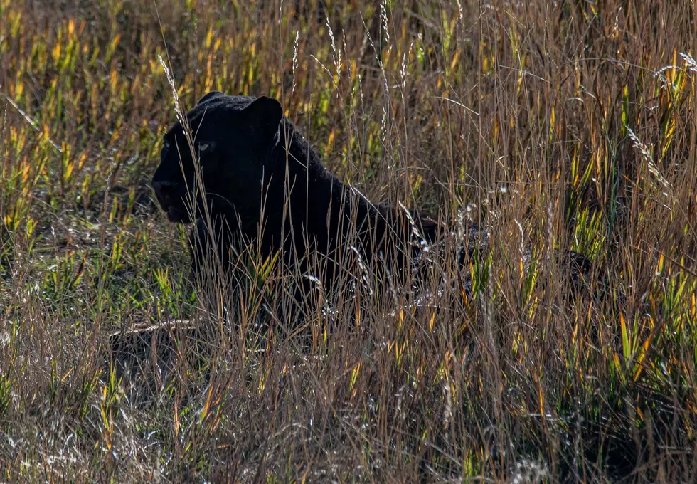 Mysterious Black Big Cat Reported in Northeast Missouri