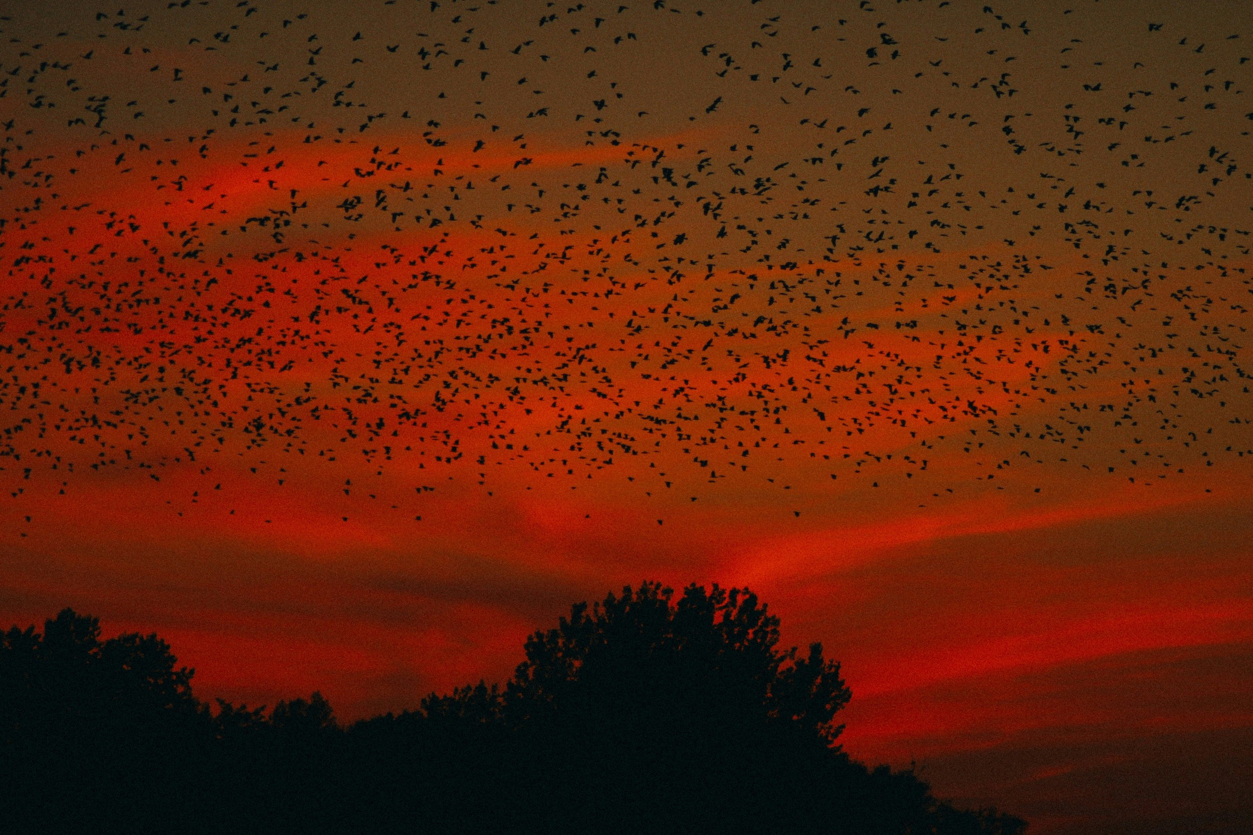 Missouri Radar Captures Thousands of Bats in Flight