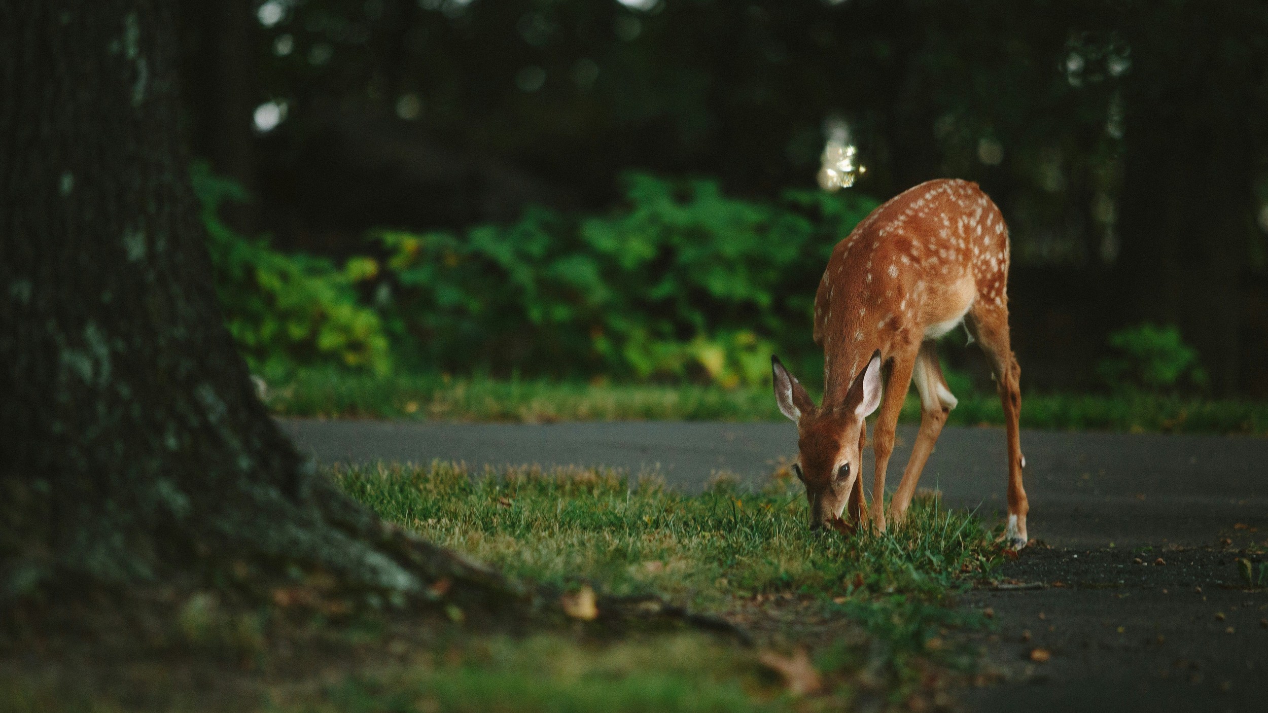 10 Wild Animals You're Most Likely to See in Illinois