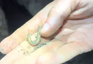 Explorer Finds Rare Bone Fish Hook in Missouri Cave