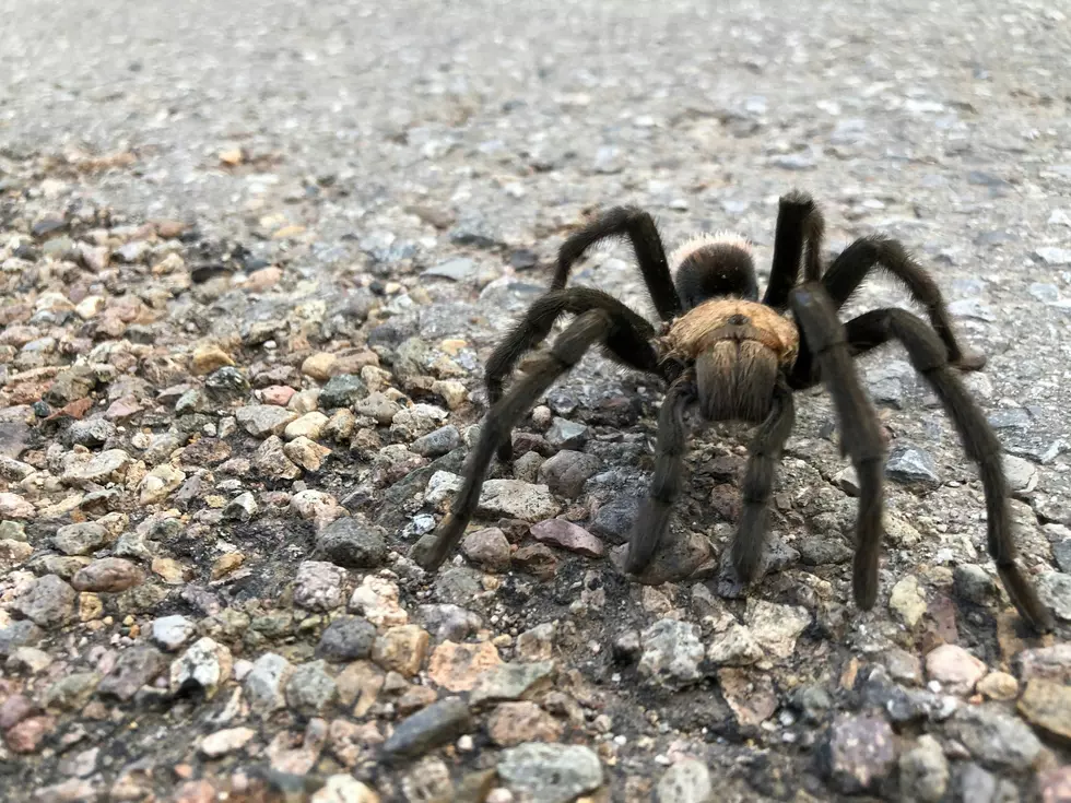 15 Missouri Places You're Most Likely to See a Tarantula