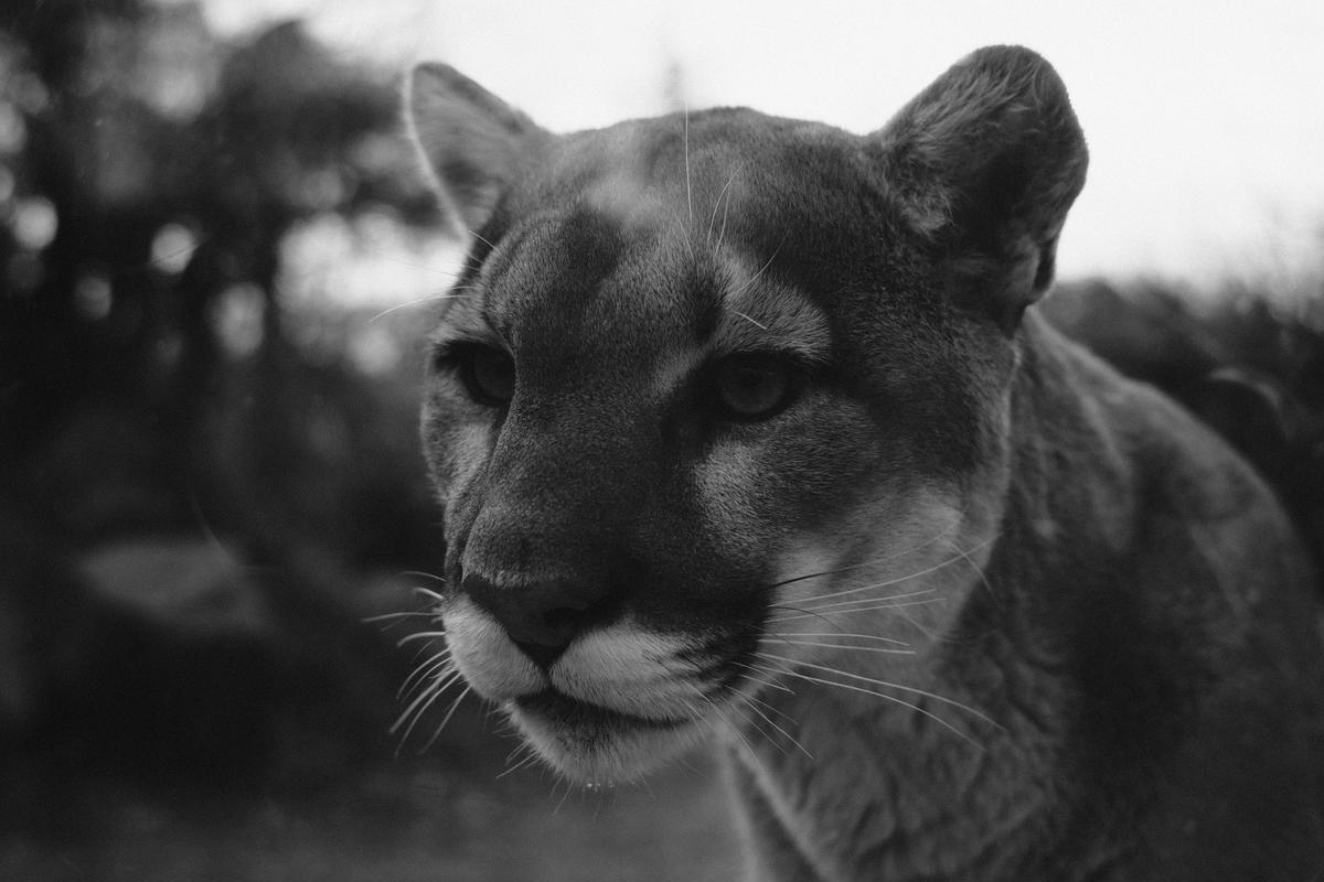 Science Says Mountain Lions Could Make Missouri Roads Safer