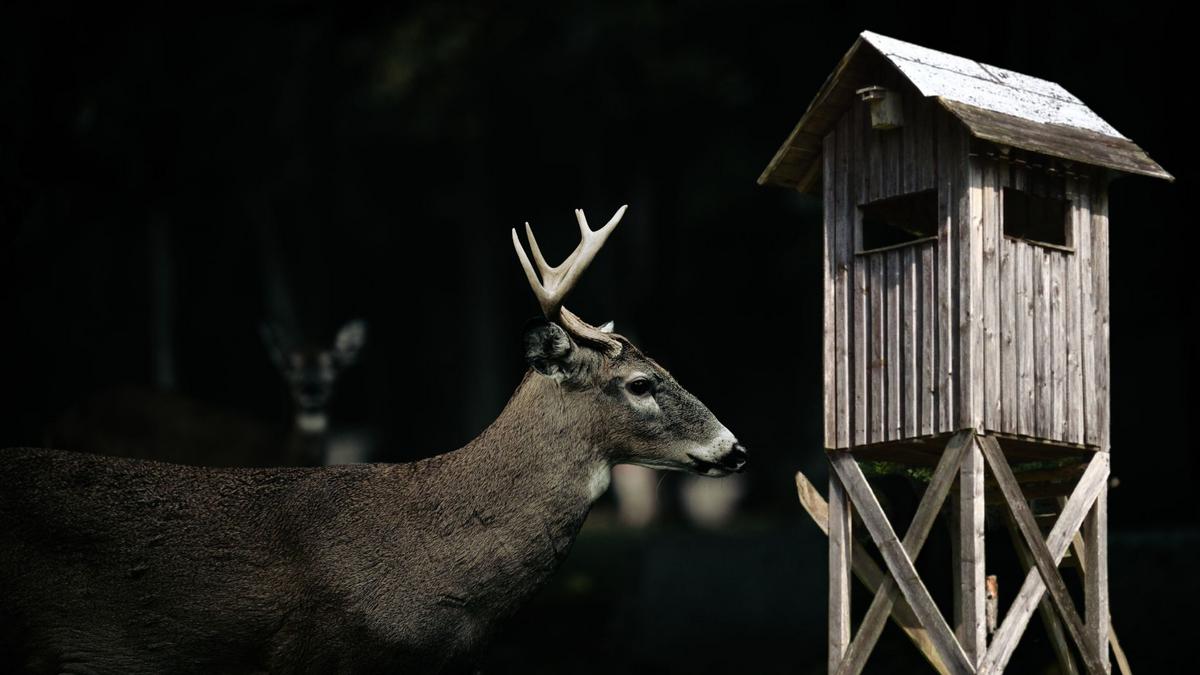 Missouri Hunters Say Large Creature Destroyed Their Deer Stand