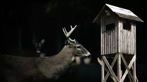 Missouri Hunters Say Large Creature Destroyed Their Deer Stand