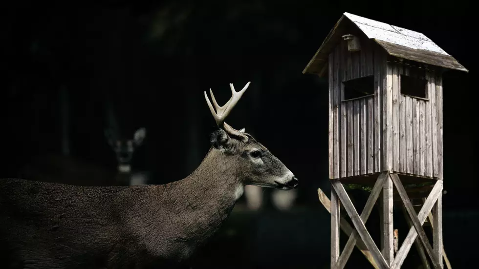 Missouri Hunters Say Large Creature Destroyed Their Deer Stand