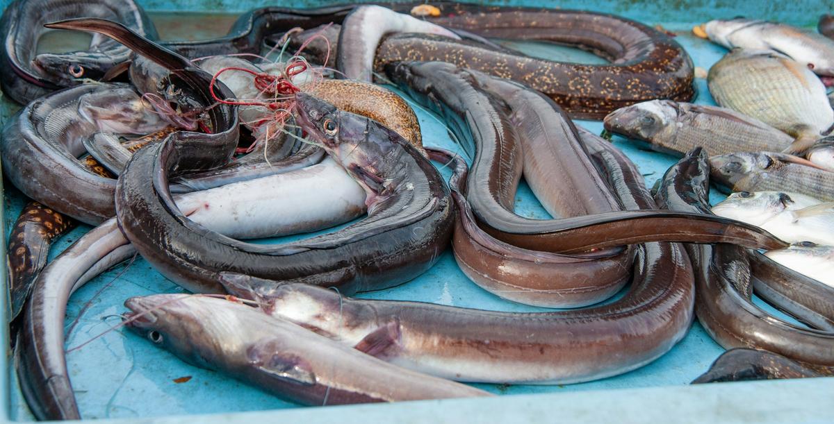 Illinois Fishermen Catch Massive Eel in the Mississippi