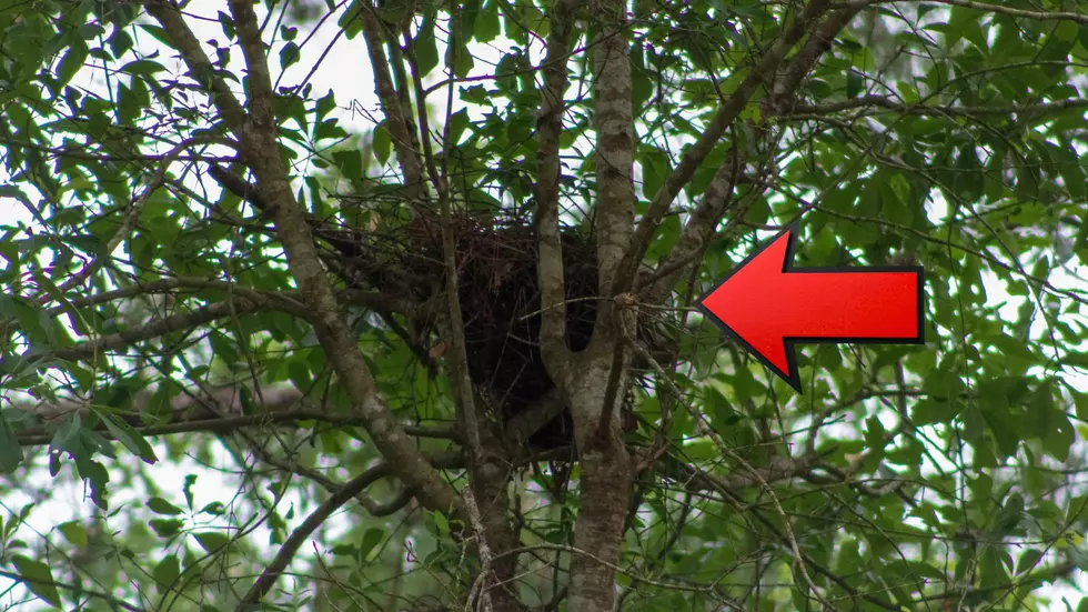 Missouri Squirrel Nests May Reveal What Winter Has in Store