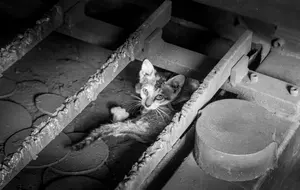 Over 100 Missouri Animals Rescued From Heartbreaking Conditions