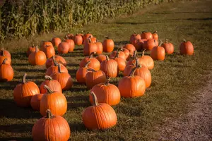 Illinois Family's Pumpkin Crop Stolen, Community Rallies