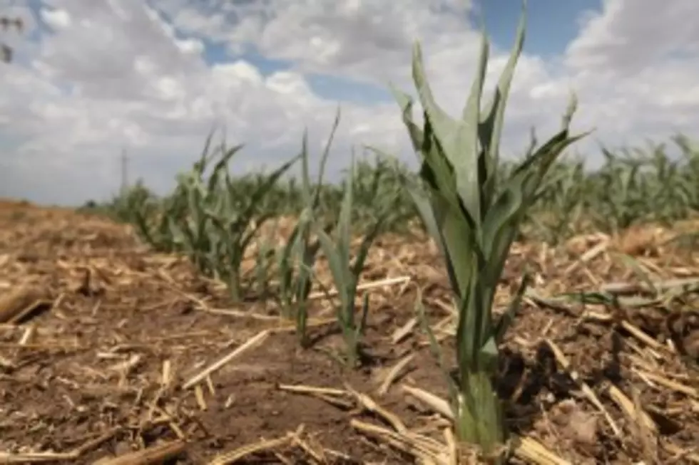 Nitrogen Applications for the Corn Crop