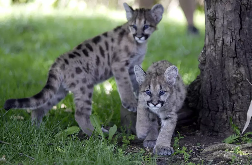 Mountain Lion Sightings Up in Missouri