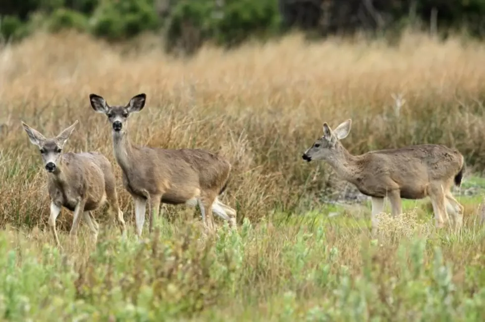 Deer Causes Crash on Kellerville Blacktop
