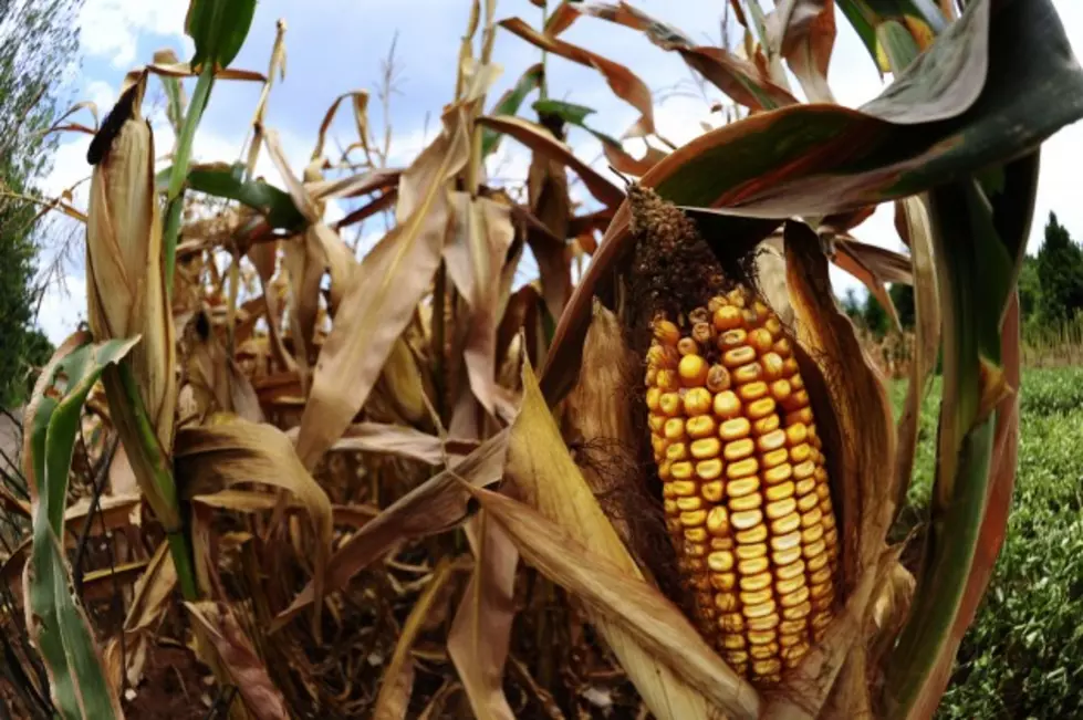 Corn Crop Still Drought-Stressed