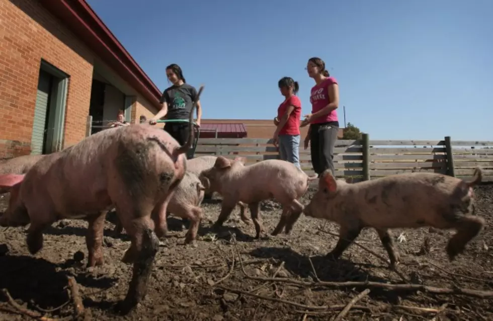 Drought Could Impact Pork Industry