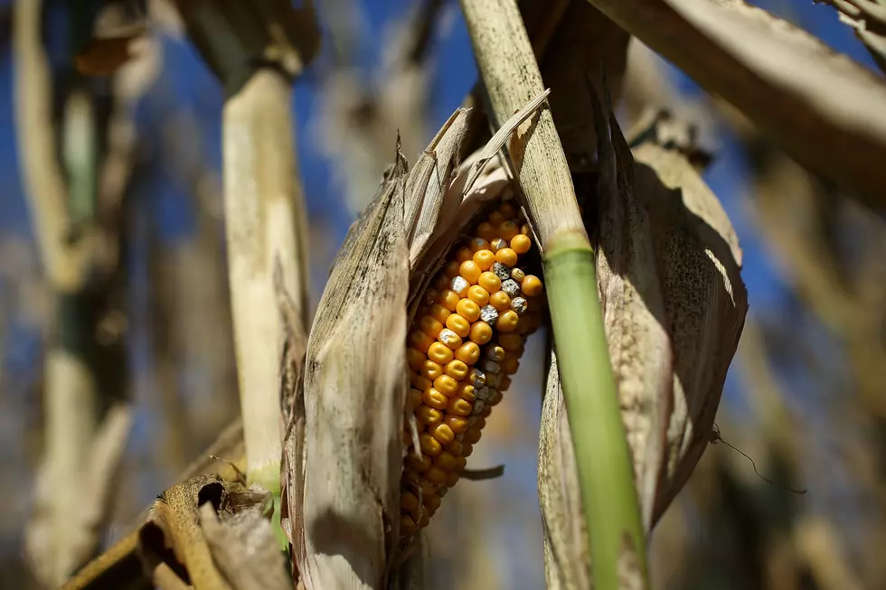 USDA Expects Corn, Bean Yields to Suffer