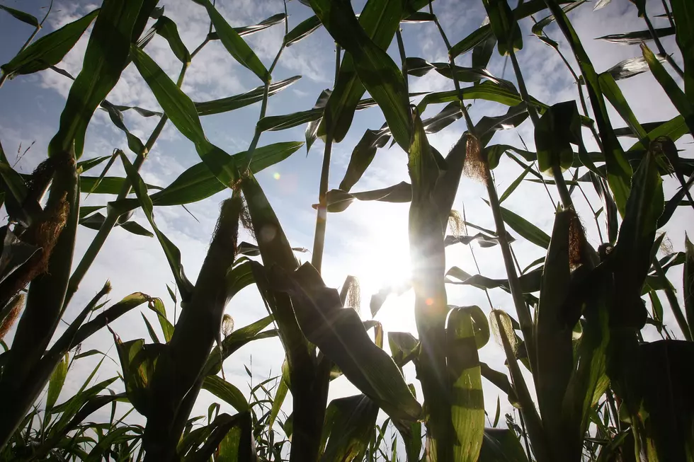 Illinois Corn Growers Near Homestretch of Planting