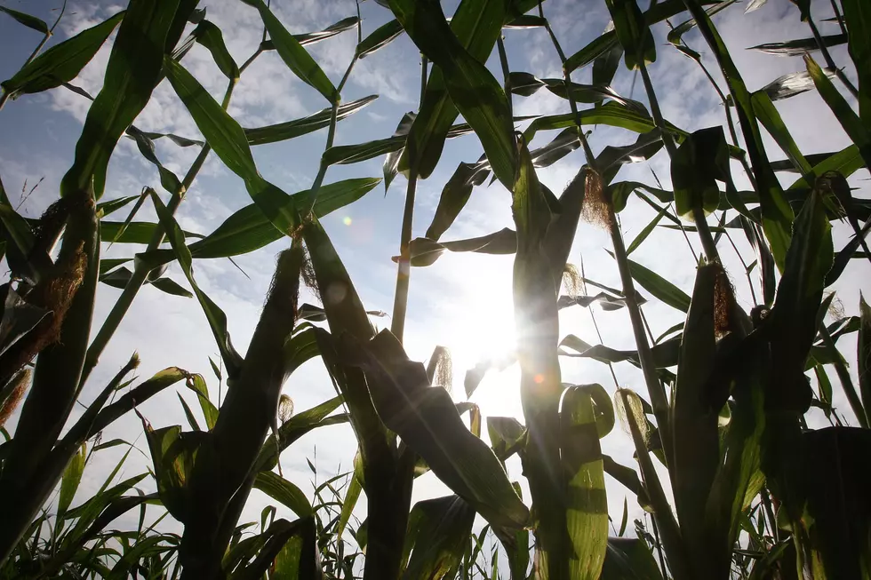 Corn and Soybean Production Up in Missouri