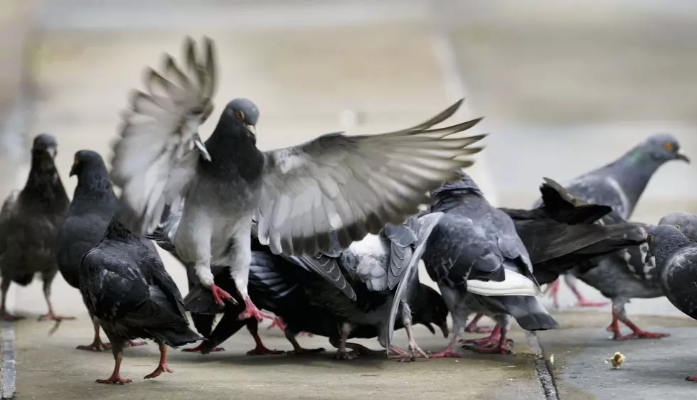 City Council Ponders Pigeon Problem