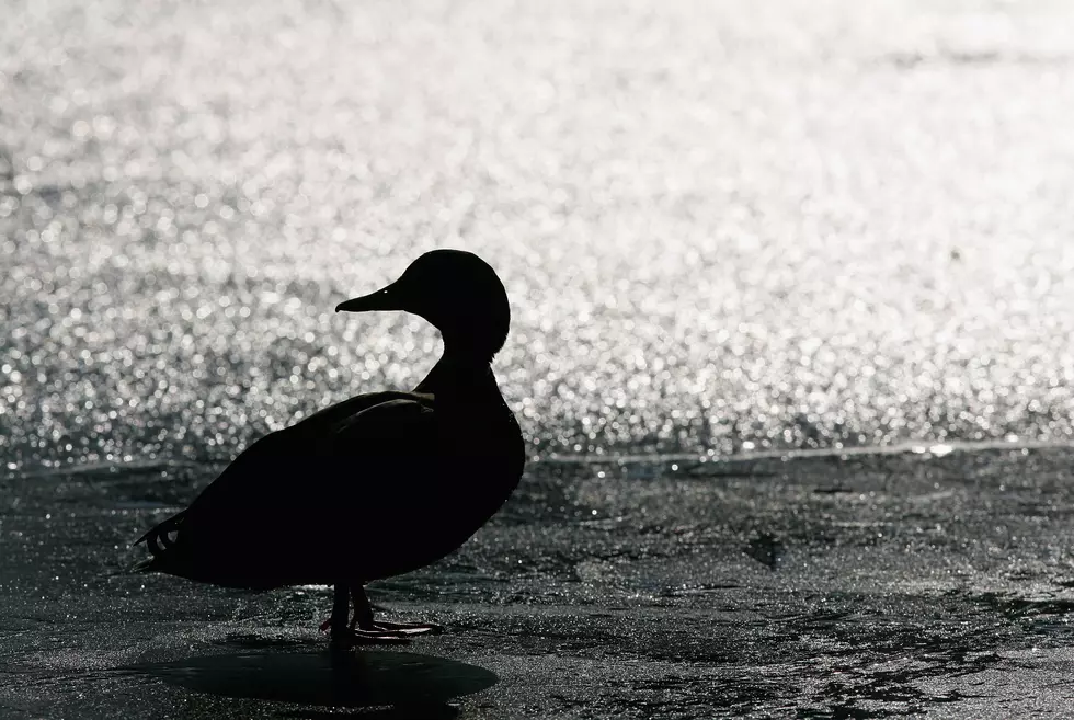 Despite Recent Rains, Drought Could Affect Missouri Waterfowl Season