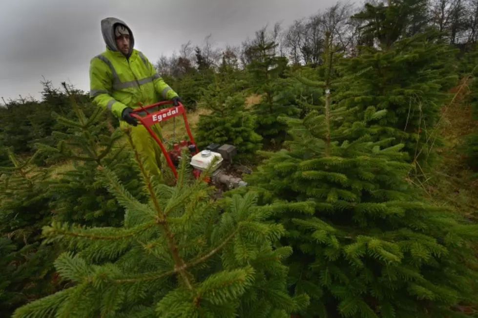 What To Do With That Old Christmas Tree