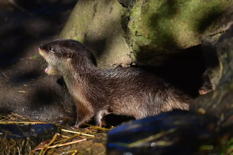 Illinois&#8217; First River Otter Trapping Season Since 1929