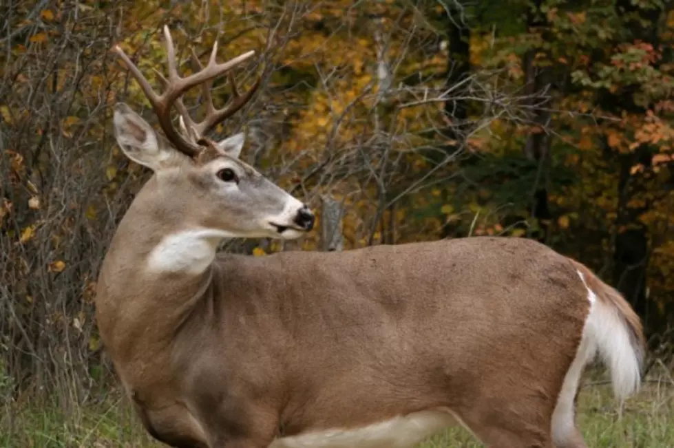 Deer Comes Through the Windshield on US 54