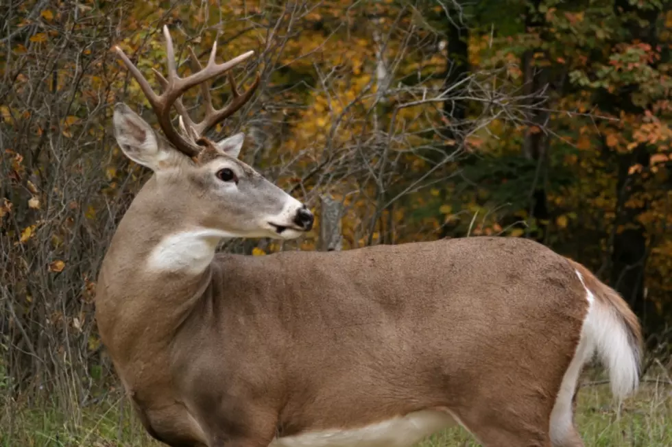 Deer Causes Crash at Louisiana