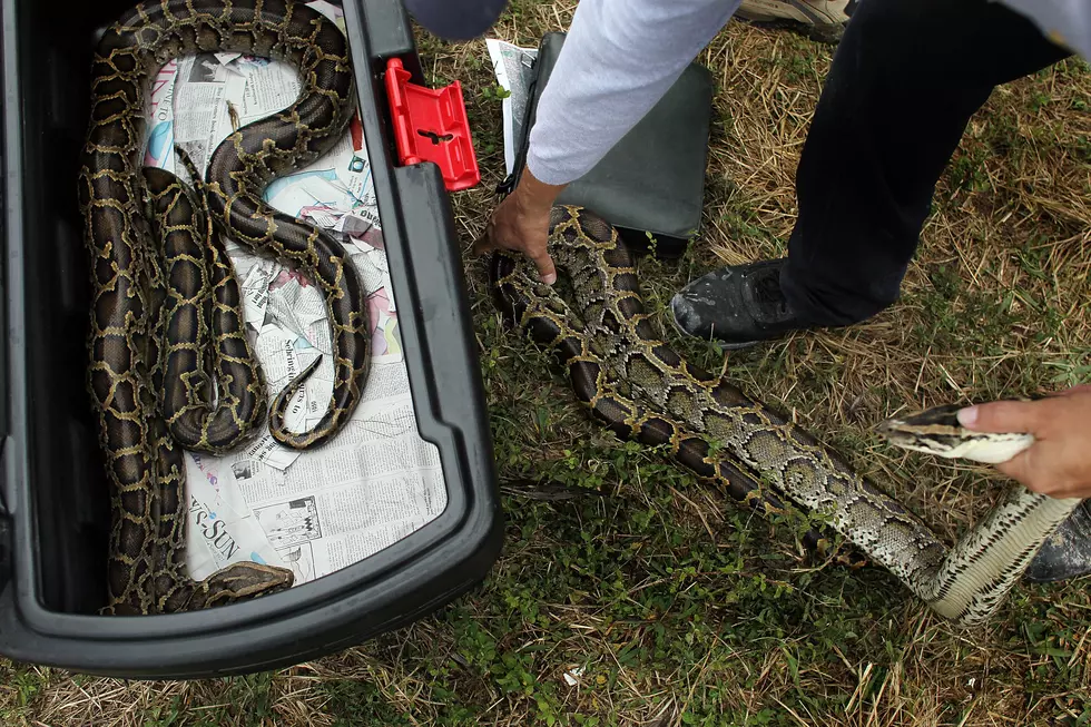 USDA to Test New Trap to Catch Everglades Pythons