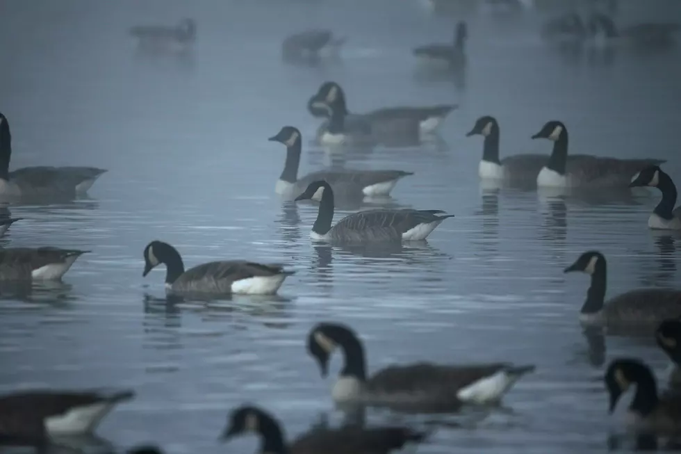 Missouri Man Charged With Running Over a Goose